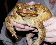 large toad - Large toad found in Australia