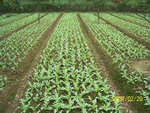 my vegetable - my vegetable around my house