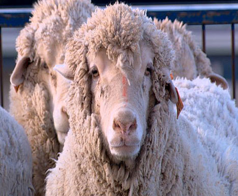 sheep - Chimera sheep with 15% human cells