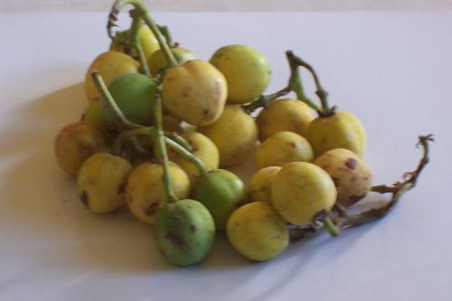 Jatrhopa Curcas - This is best can make biodiesel