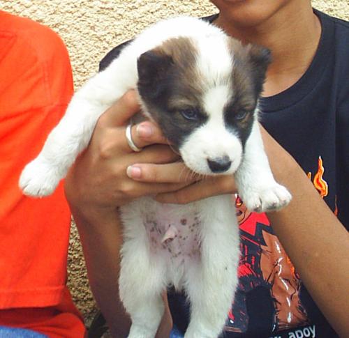 Our puppy Yahoo - This is the actual photo of our puppy Yahoo when he was only a month old.