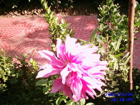 The Beautiful Delia Flower  - This cute and gorgeous Delia clicked in the Shalimar Garden of Srinagar, Kashmir. The Delia in full blossom, can be as big as a human face. It is very attractive, with a dozen or more petals, rather pinkish in color.  On a tree of about 8 /10 feet, there can be a dozen flowers at a time. The Nishad and the Shalimar gardens are very famous parks near Srinagar. On the outskirts of the Famous Dal lake. On the far end of the gardens, you will find the famous Charchinar trees, big, huge, multi colored leaves give us the impression of wild fire from a distance. The Kashmir valley is full of multicolored flowers, that grow only on that soil, and temperature. Thats what we call Switzerland of India.