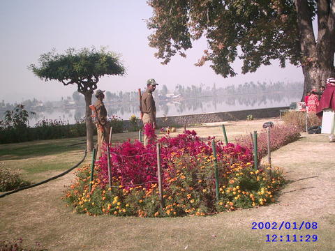 The Char Chinar Island in the Dal Lake - This island like garden in the midst of the Dal Lake has its own historical importance.  Whenever the king and the Queen had a quarrel, the Queen used to shift her residence temporarily to this Garden in a House boat [ this House boat is a full fledged House with the then amenities, and well decorated with the help of wood and wood carvings, all through ]. The King then used to come later to calm down his Queen, stay together for a day or two and then shift back to the Raj Mahal. There are velvet touch dark red/maroon flowers, in the center that attracts our attention. The Four Chinar trees are said to be around 350/400 years old [?]. A very picturesque garden in Srinagar, worth visiting.