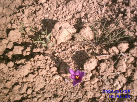 The Saffron Flower - This cute little SAFFRON Flower, is unique in more than one way. It is a Flower, the fragrance of which, can be smelled from quite a distance. Next the flower does not accompany any leaves, or big stem of the tree. This Saffron Flower is very small, hardly a couple of inches in width, and also at a coule of inches from the ground. There are only 2 hair like structure, a male and a female and only the female is brought into use, to flavor the recipes.  It is expensive, as only a gram or two of the original Saffron is sold for almost a dollar. In the days gone by, the original Kashmiri Purohits, had these Saffron Fields, under their control. But now that the Kashmiri Purohits were forced to leave tei lands and Saffron fields, for fear of being massacred, are now government control.  The Kashmir is now open for the public to visit/tour and enjoy the Nature's abundance in fruits, flowers, the Huge Himalayan Range, full with snow, and of course the humble locals with the army surveillance. Truly Switzerland of India.