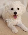 Bichon Frise - Powder Puff, hypo alergenic and very smart dogs, that bark seldomly