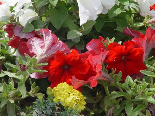 PIC Flower - A great snap taken by me from thwe garden of 'PIC' Mar2007. A great picture really its natural.