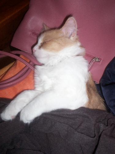 My beautiful baby girl Beauty - Isn't she the most beautiful kitty you have ever seen? :)