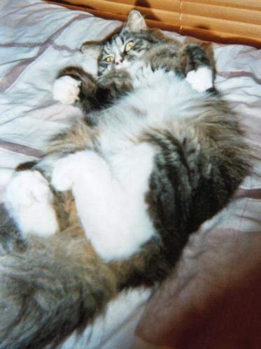 Boots laying around - :D He is my beautiful fluff ball :D