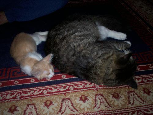 Kitties Sleeping - I was soo tempted to make a loud noise to scare them! hehehe!