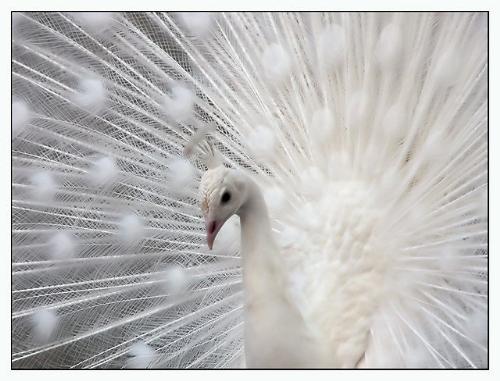 Albino Peacock 2 - Closeup picture of neighbors pet