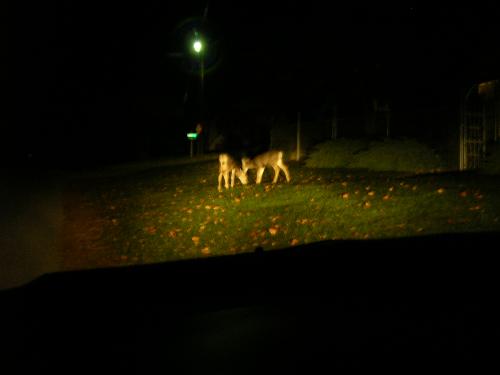 Deer in a yard - Two deer in the yard