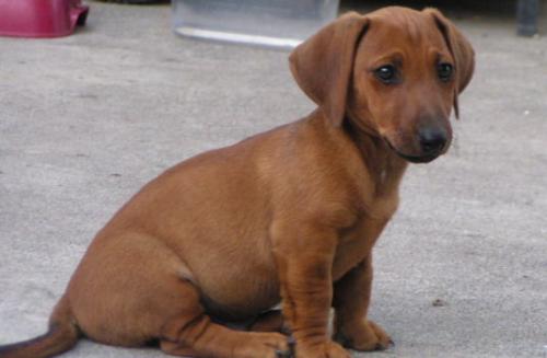 Max - My sister's puppy