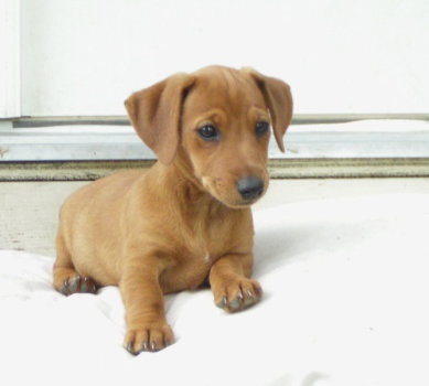 Molly - My sisters other puppy