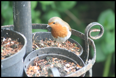 Lonely bird - Little birdie lookin for food