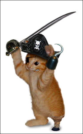 pirate cat - Cat dressed as a pirate. My husbands creative creation lol