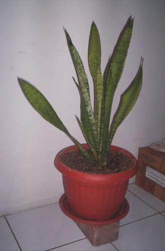 Sanseviera - This plant can absorb carbondioxide among our environment Sanseviera - This plant can absorb carbondioxide among our environment