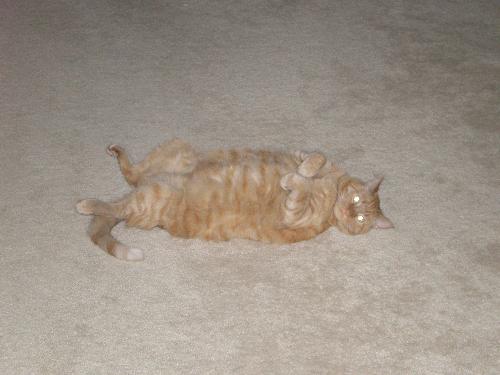 Fat Cat Trapper - Laying on his back :-) Isn't he cute !!!