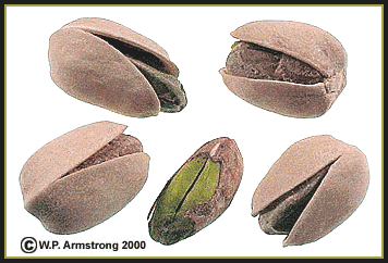 pista - nuts - nuts are good for health.