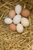 eggs - calcuim from eggs