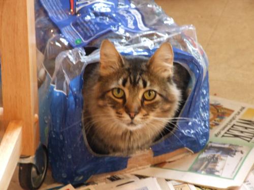 Cat in a cave - Brady believes ANYthing hollow can be used as a 'cave' to play in.