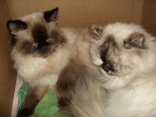 Two of my cats - Kiki and Kisha Himalayan cats