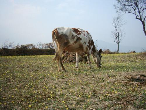Cow in grassland - Its one of the best pictures I have ever taken. Its original and beautiful. A real village show! The color of the cow matches so nicely with the background that it gives a nice pleasing look to the eye.