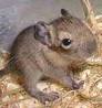 Degus - Picture of a cute little Degus, a rodent that could live up to 12 years in captivity