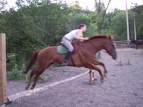 jazz's first time over the jump - the first time he actually jumped.When we used the crossrails he kept trotting over.We decided to see what would happen on a straight 2 ft high rail and he went over