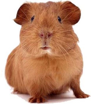 How much is your life worth? - A picture of a cute, adorable guinea pig.