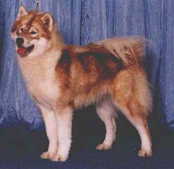 Canadian Eskimo Dog - One of Canada's 4 indigenous breeds.