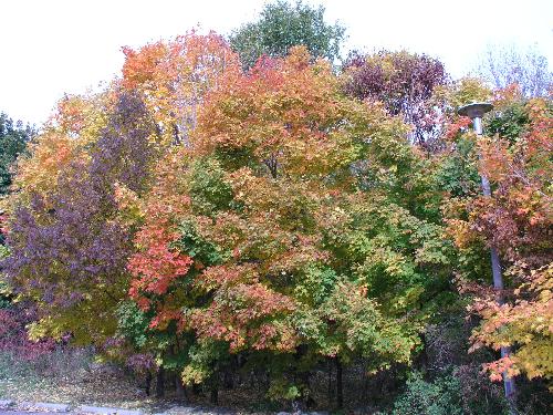 Canada in October - It's a picture of Canada in October