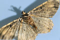Moth - close up of a moth