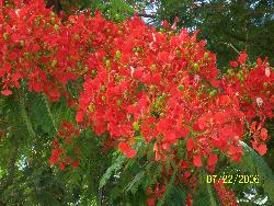 Flamboyant tree in Roseau Dominica - taken in July 06 Flamboyant tree in Roseau Dominica - taken in July 06