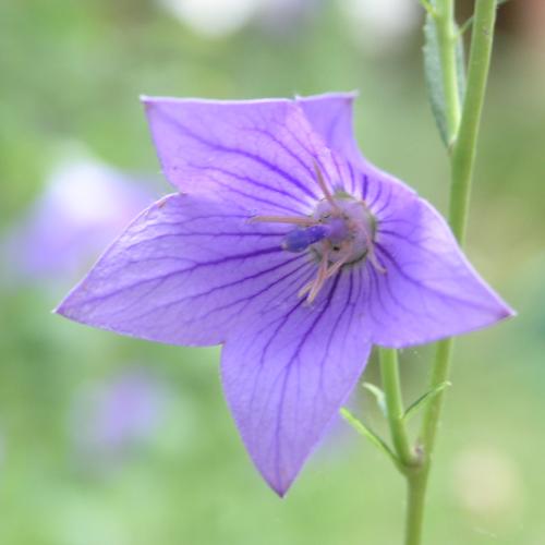 purple flower - it's my favorite color people!