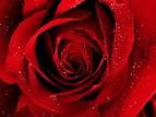 rose - rose