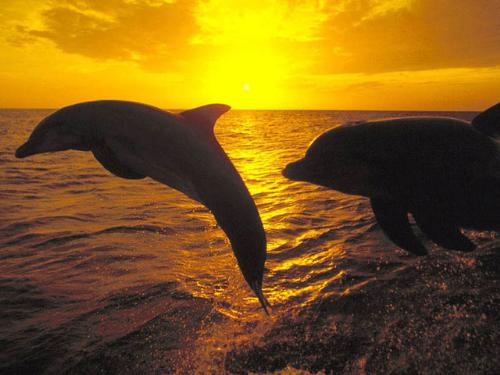 dolphins - i love dolphin. they have such an smooth feel and very refreshing. my experince with dolphin was 4 yrs ago in disney world. when i laid my hands on dolphin skin first time i was in love with it. then they had such an cute smile too.