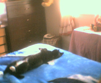 My Baby cat - This is one of four of my cats