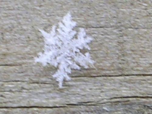 Snowflake - A close-up of a snowflake. I took the photo on my front deck while it was snowing last Winter.