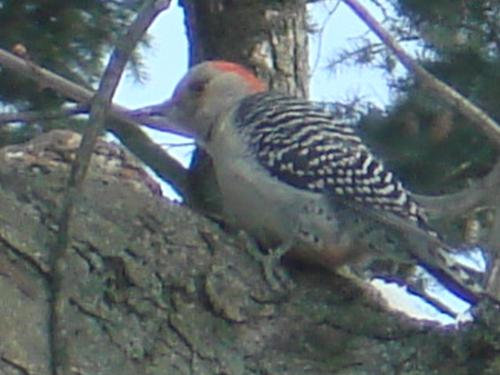 Woodpecker - A woodpecker that has red on the back of its neck. They love to peck on our house, which has cedar siding. We have a good sized hole on the front of our house!