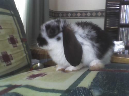 Pixie - Our 4 month old dwarf lop bunny Pixie