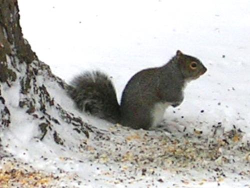 Nutty - A squirrel eating in my front yard.