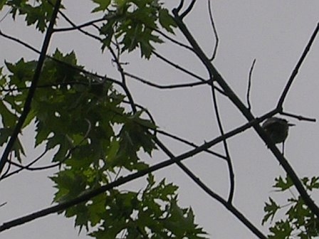 K's Branches - Beautiful tree branches with a bird hidden among the branches.