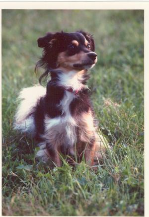 my dog cincin - MY DOG CINCIN photo..