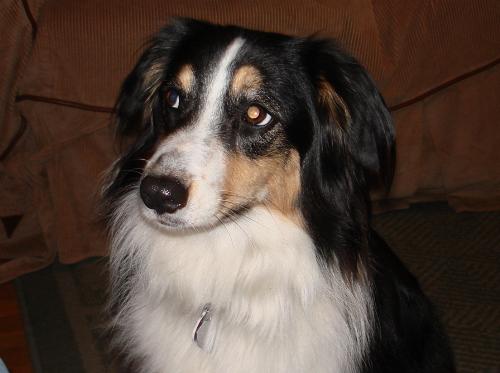 my baby - a 2 yr old australian shepherd my baby - a 2 yr old australian shepherd