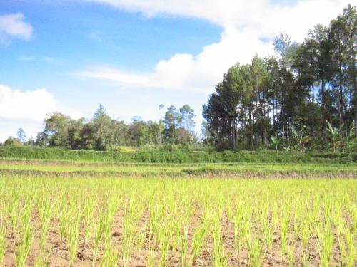Padi Field - This is what im going to inherit :) Padi Field @siborong-borong, Sumatera