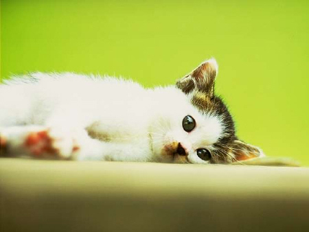 Kittens! - Kitty all laying on her side all dazing out in to space! Seems she is thinking about things but is ready to fall fast asleep at any time. Seems all of the dazing she is doing though is keeping her up! What a cute little kitty who has big bug eyes! . .