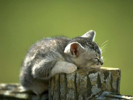 Kittens! - Adorable little kitty who seems to have fallen asleep on a wood stump! Seems she couldn't make it back home in to her bed so she was willing to fall asleep on this wood stump she's been sitting on for the last little while. How adorable does this kitty look just all fast asleep on a wood stump outside! . .