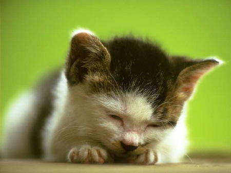 Kittens! - Seems this cute kitty has drifted off in to kitty sleep world! Looks like she has just fallen a sleep & is looking at peace all laying there. What an adorable sleeping kitty. Who wouldn't want to watch this cute kitty for several hours just laying there looking all to cute for words?! . .