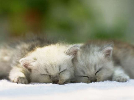 Kittens! - Two fluffy kittys all snuggling together while trying to get some sleep. They look just all to cute laying there side by side with there heads tilted in to one another. Who wouldn't want to sleep as peaceful as these two cute kittys?! . .