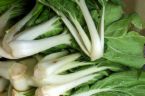 pechay - vegetable pechay - vegetable